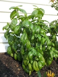 Basil 2014