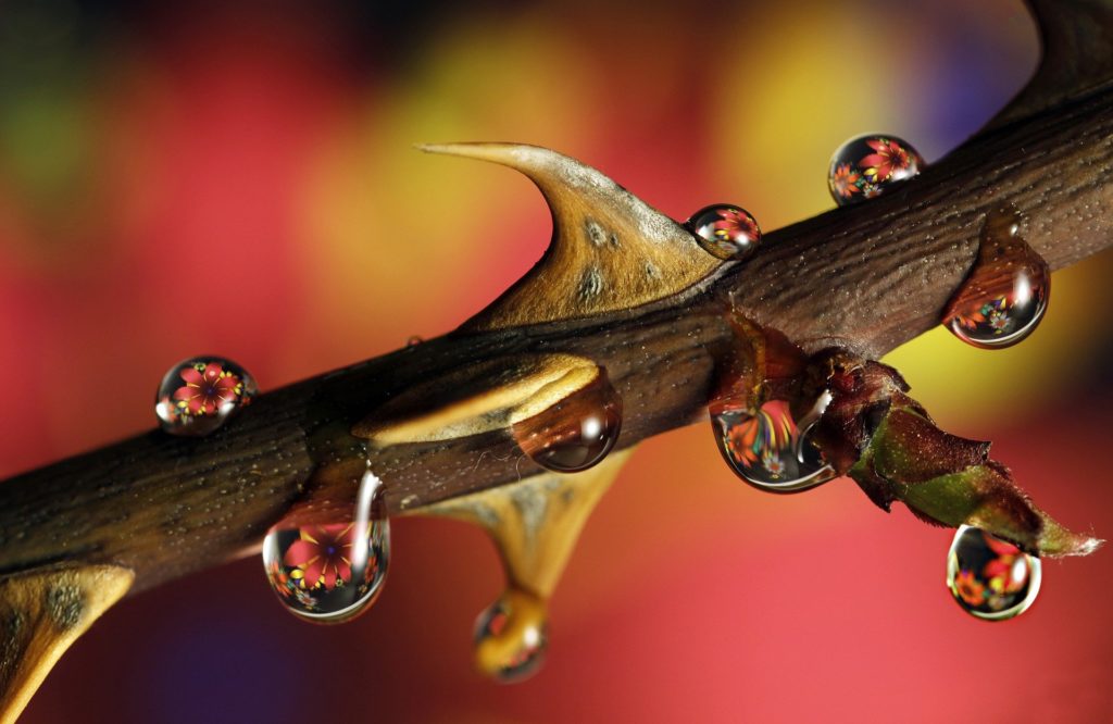 Branch with thorns and dew